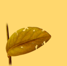 Ǯ